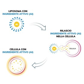 Anteamed liposomal glutathion 250ml - flydende liposomal glutathion gsh