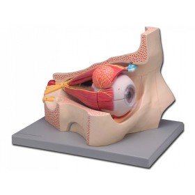 Eye model - 4 parts - 5x