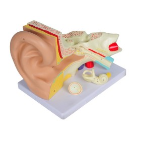 Ear model "value" line - 3 parts - 3x