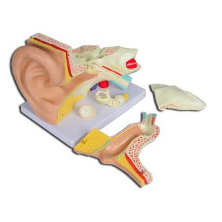 Ear model linae "value" - 5 parts - 3x