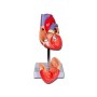 Modello cuore linea "value" - 2 parti - 1x