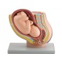 Pelvic model + fetus - 1x