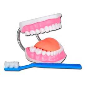 Dental hygiene model "value" line