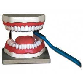 Dental hygiene model