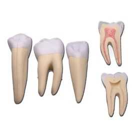 Set of 3 teeth (canine, molar, incisor)