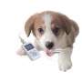 Oxy-50 veterinary pulse oximeter with software