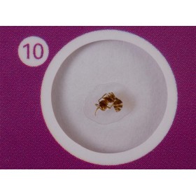 Levenhuk labzz c12 juego de diapositivas preparadas animales