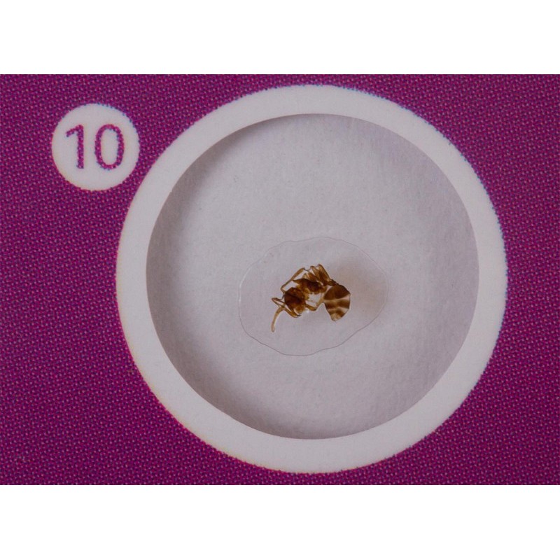 Levenhuk labzz c12 prepared slide set animals