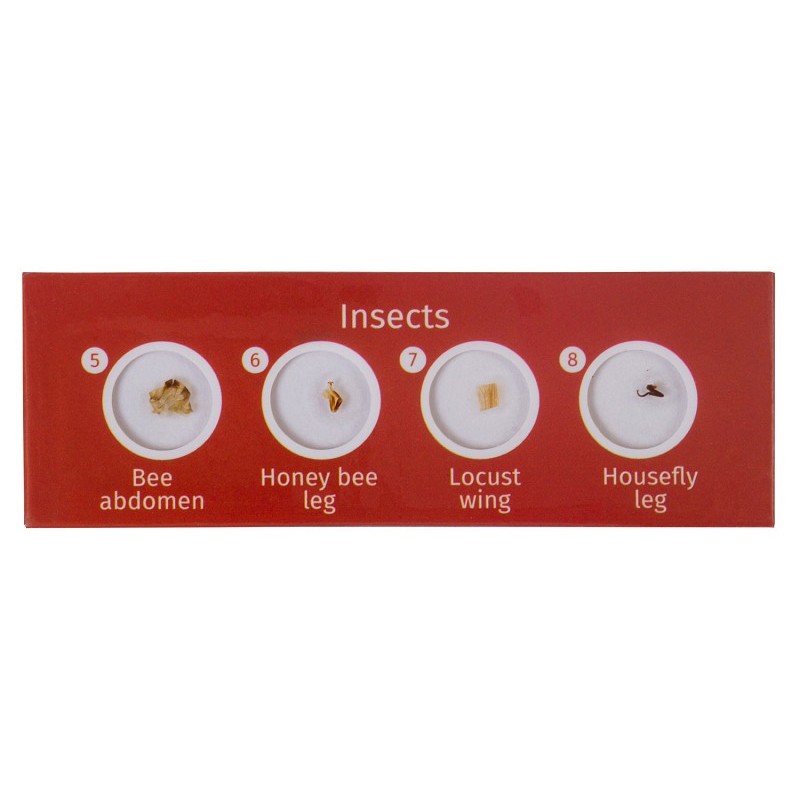 Levenhuk labzz c12 prepared slide set animals