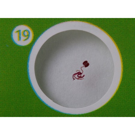 Levenhuk labzz p12 preparovaná sada preparátů rostliny