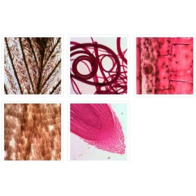 Microscope levenhuk arc-en-ciel 2l