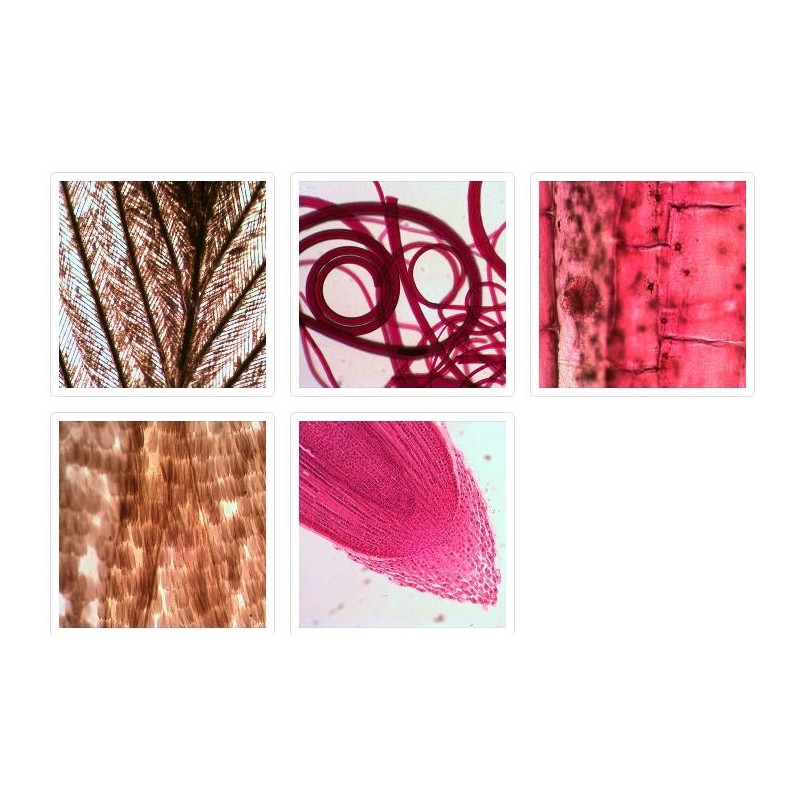 Levenhuk regenboog 2l microscoop