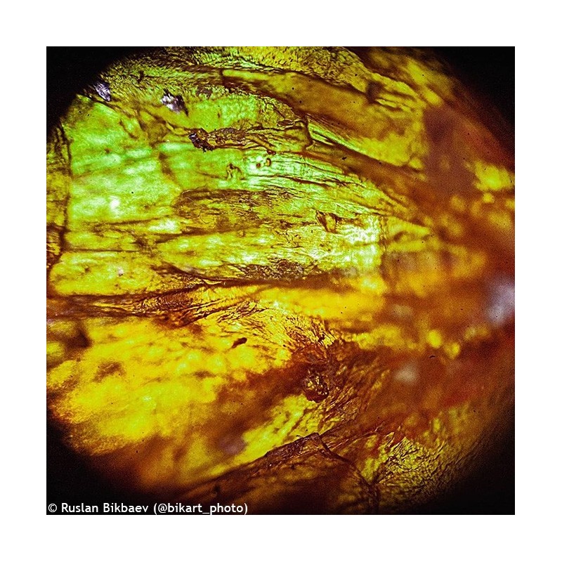 Microscope levenhuk rainbow 50l plus