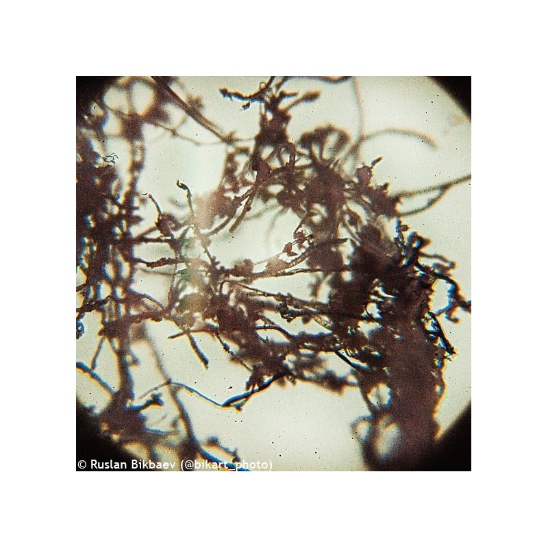 Microscope levenhuk rainbow 50l plus