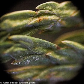 Levenhuk rainbow 50l plus microscoop