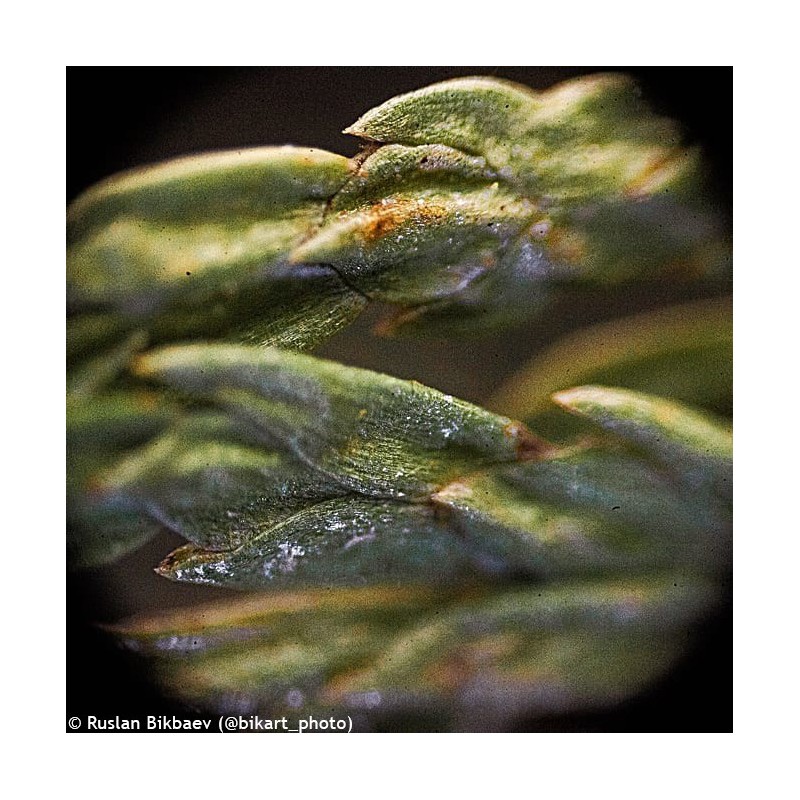 Microscopio levenhuk rainbow 50l plus