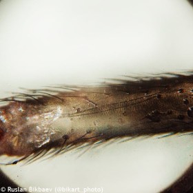 Microscopio levenhuk rainbow 50l plus