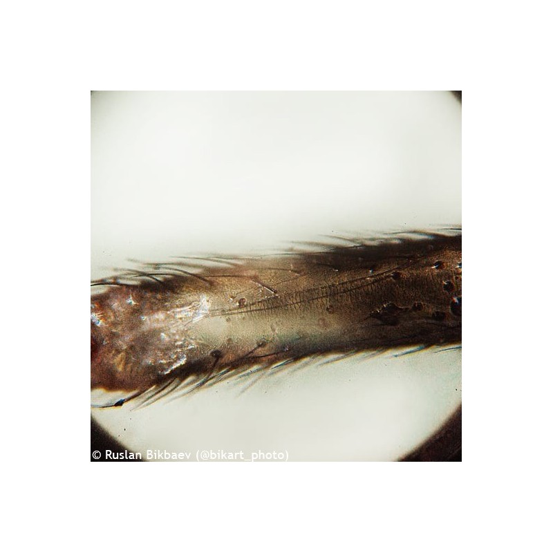 Levenhuk rainbow 50l plus mikroskop