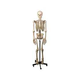 Modello scheletro umano