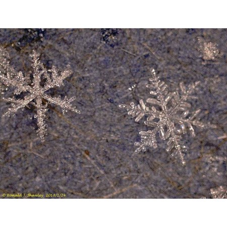 Microscopio digital dtx 500 lcd levenhuk