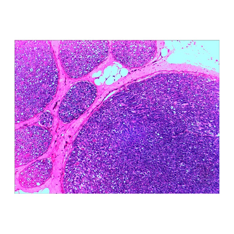 Set di vetrini preparati levenhuk n20 ng