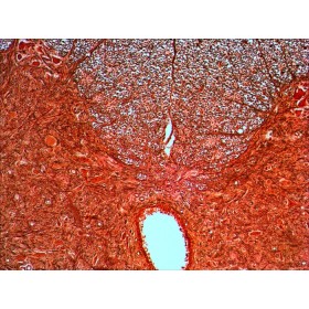 Juego de diapositivas preparadas levenhuk n20 ng