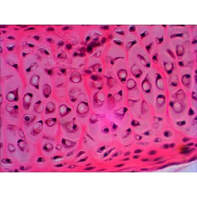 Sada připravených diapozitivů levenhuk n20 ng