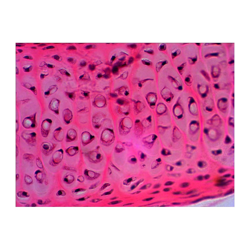 Sada připravených diapozitivů levenhuk n20 ng