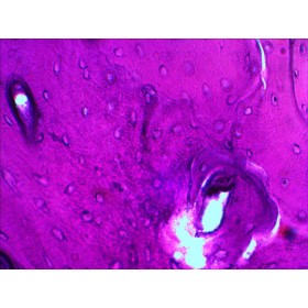 Sada připravených diapozitivů levenhuk n20 ng