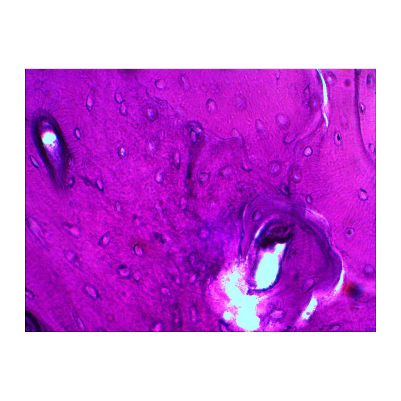 Jeu de lames préparées levenhuk n20 ng