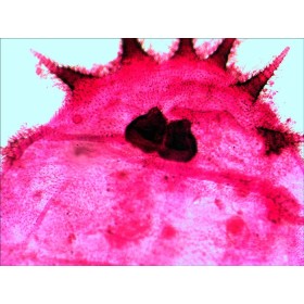 Előkészített tárgylemezek készlete n20 ng levenhuk