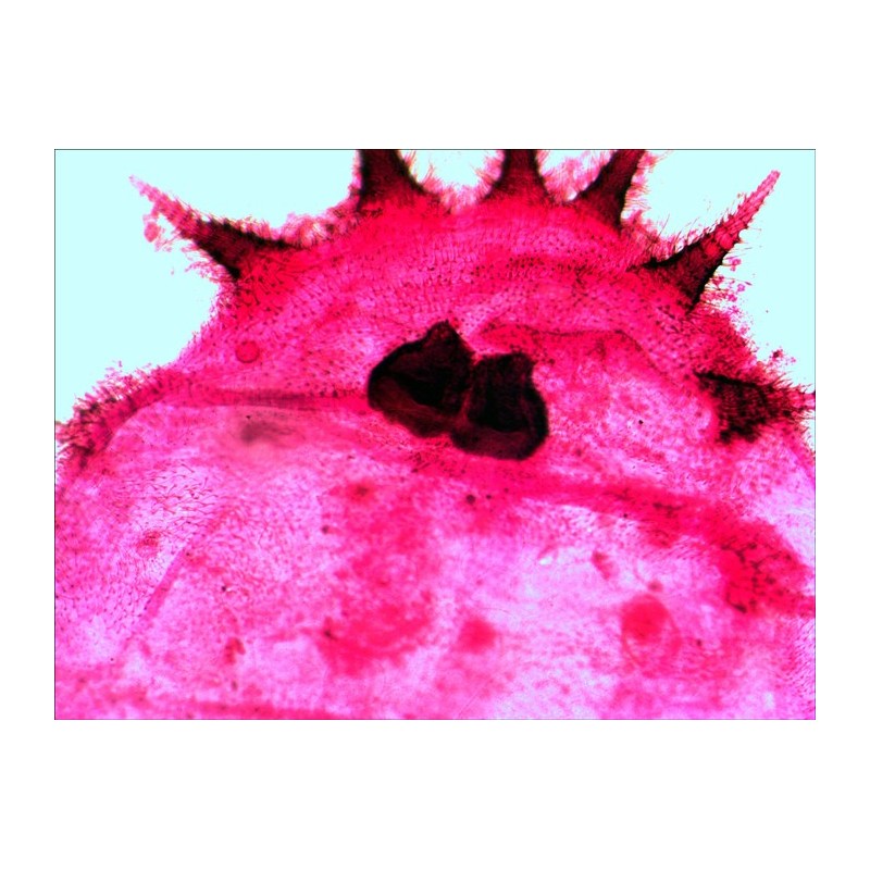 Juego de diapositivas preparadas levenhuk n20 ng