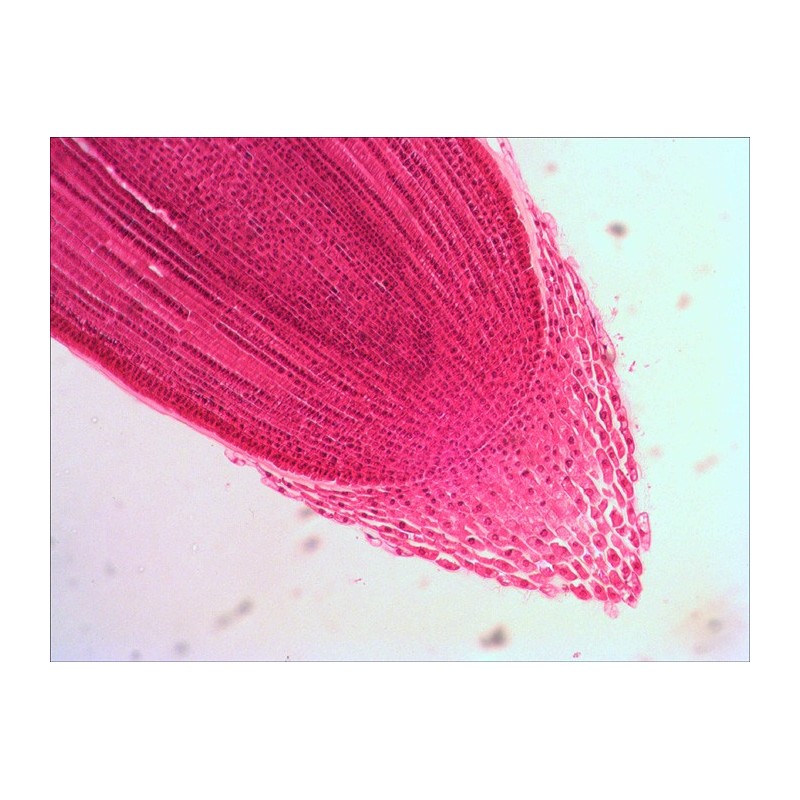 Sada připravených diapozitivů levenhuk n38 ng