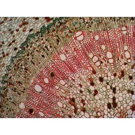 Juego de diapositivas preparadas levenhuk n38 ng