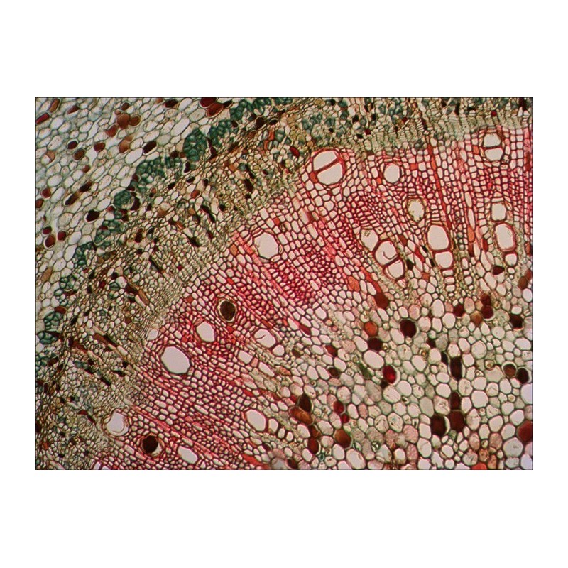 Juego de diapositivas preparadas levenhuk n38 ng