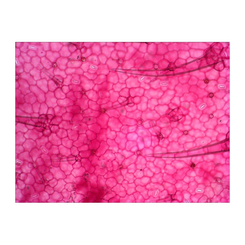 Satz präparierter objektträger levenhuk n38 ng