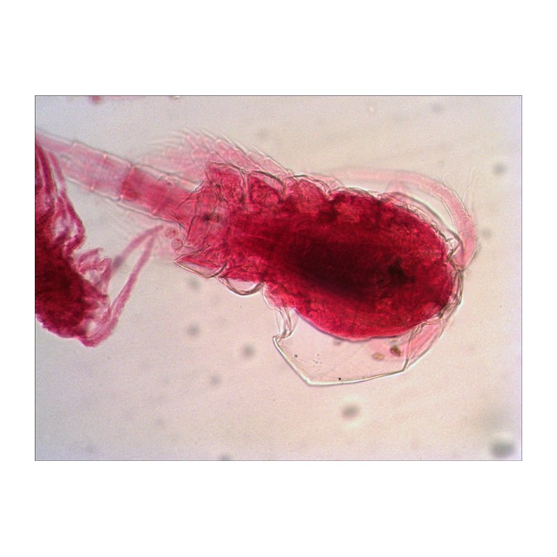 Juego de diapositivas preparadas levenhuk n38 ng