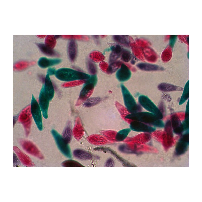 Előkészített tárgylemezek készlete n38 ng levenhuk