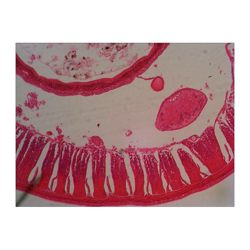 Levenhuk n38 ng voorbereide objectglaasjesset