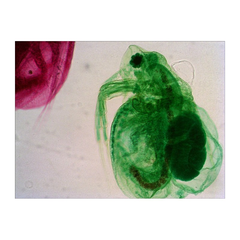 Satz präparierter objektträger levenhuk n38 ng