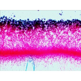 Jeu de lames préparées levenhuk n38 ng