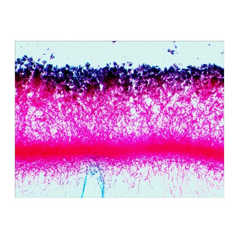 Juego de diapositivas preparadas levenhuk n38 ng