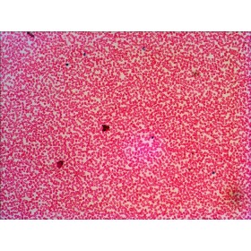 Sada připravených diapozitivů levenhuk n38 ng