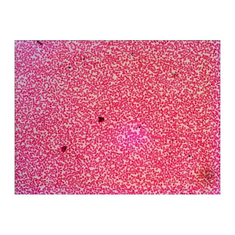 Zestaw gotowych preparatów levenhuk n38 ng