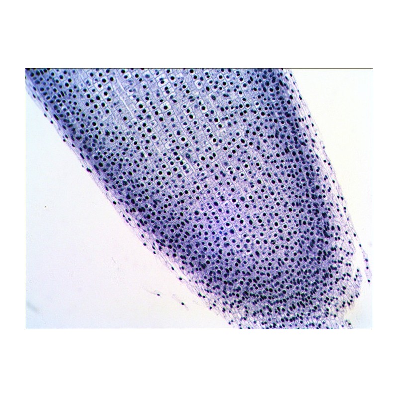 Jeu de lames préparées levenhuk n38 ng