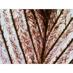 Előkészített tárgylemezek készlete n10 ng levenhuk