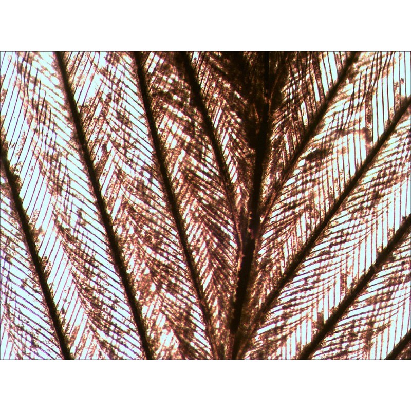 Sada připravených diapozitivů levenhuk n10 ng