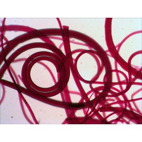 Ensemble de lames préparées levenhuk n10 ng