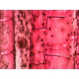 Set vorbereiteter objektträger levenhuk n10 ng