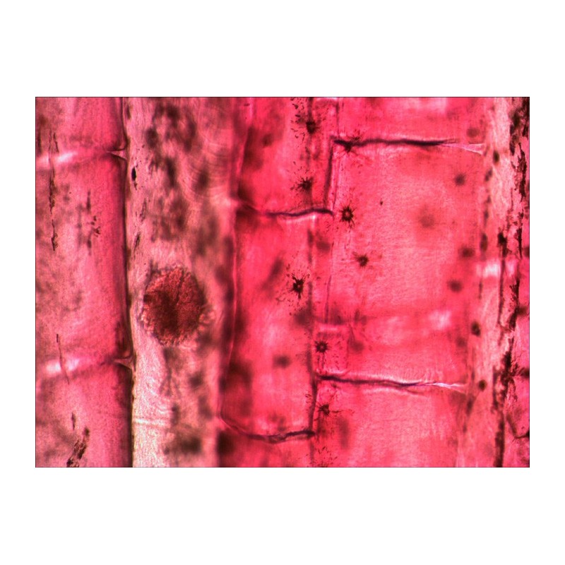 Zestaw przygotowanych preparatów levenhuk n10 ng